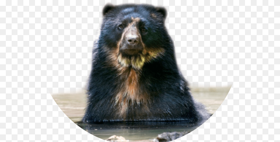 Tremarctos Ornatus Spectacled Bear Oso De Anteojos, Animal, Mammal, Wildlife, Black Bear Free Png