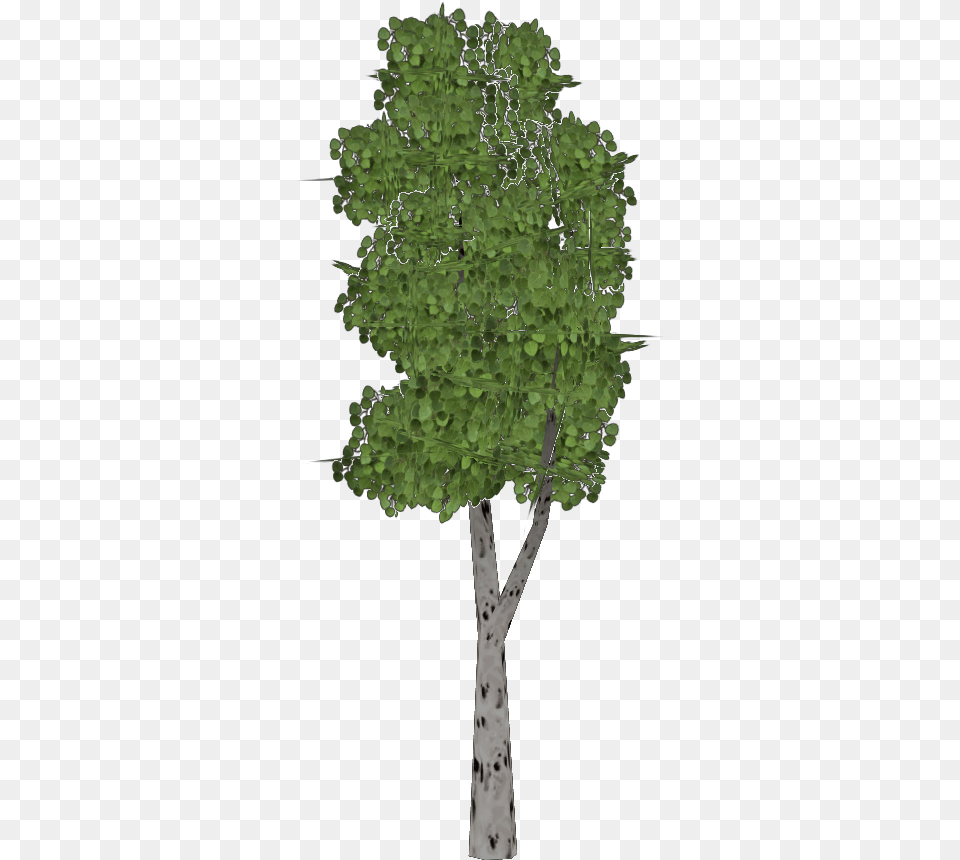 Trembling Aspen Tree Demon Hunter Zt2 Library Vertical, Plant, Tree Trunk, Oak, Sycamore Png Image