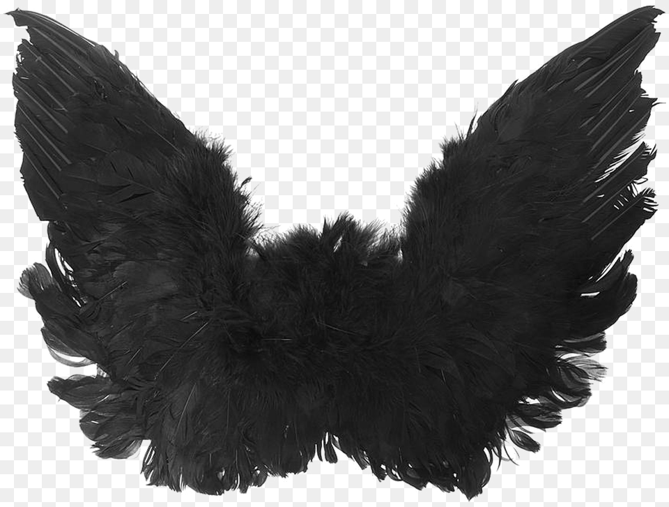 Trend Black Angel Wings High Quality Image Vector Black Angel Wings, Animal, Bird, Blackbird Free Png