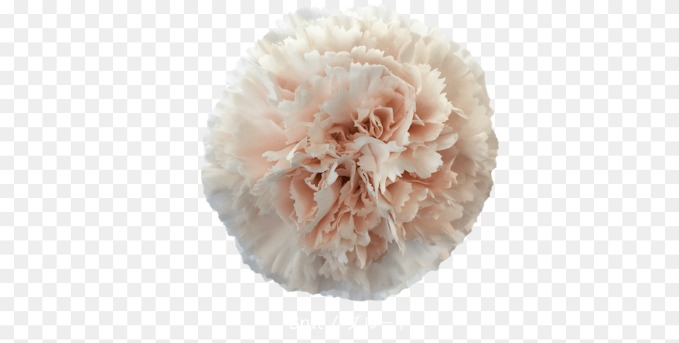 Trending Carnations Perfect For Your Diy Wedding Flowers, Carnation, Flower, Plant Free Transparent Png