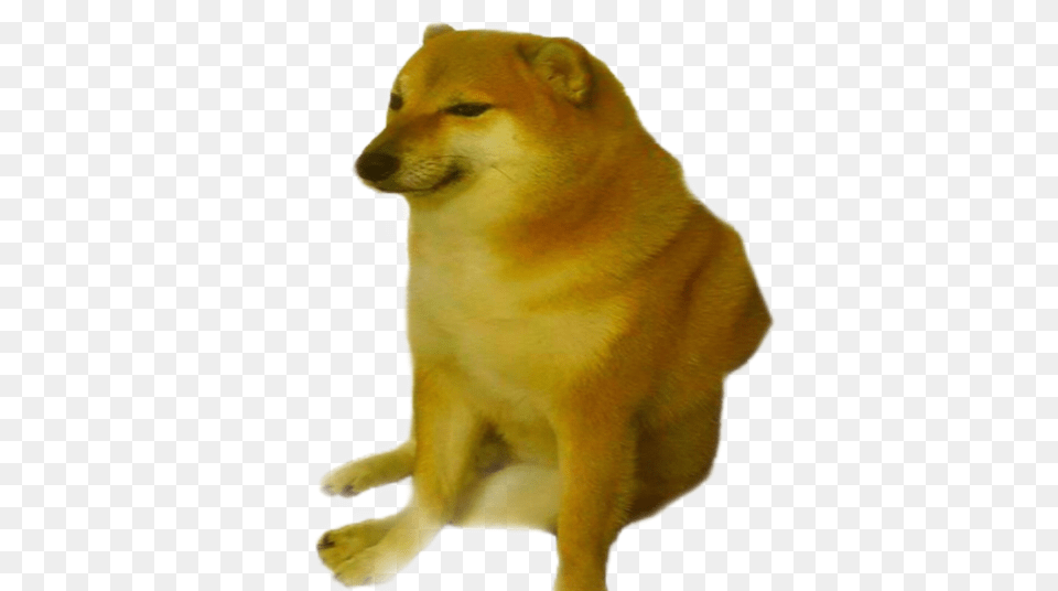 Trending Doge Stickers Doge Meme Template, Animal, Canine, Dog, Mammal Png