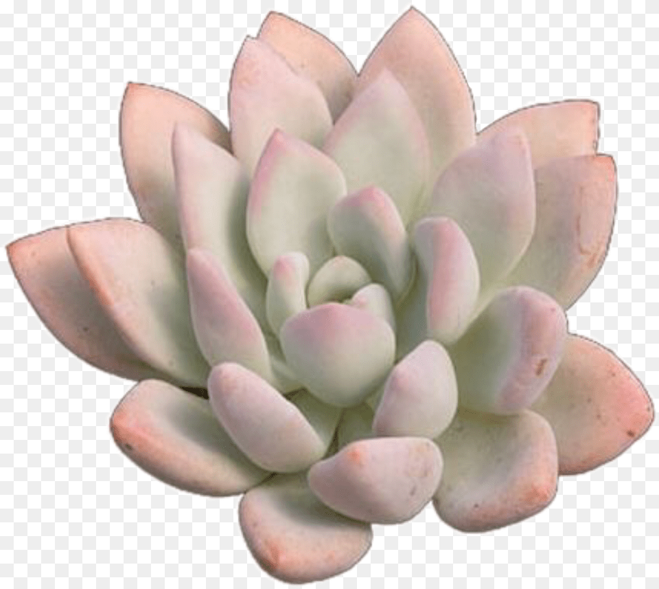 Trendy Succulent Plant Pink Basic Vsco White Mexican Rose Free Png Download