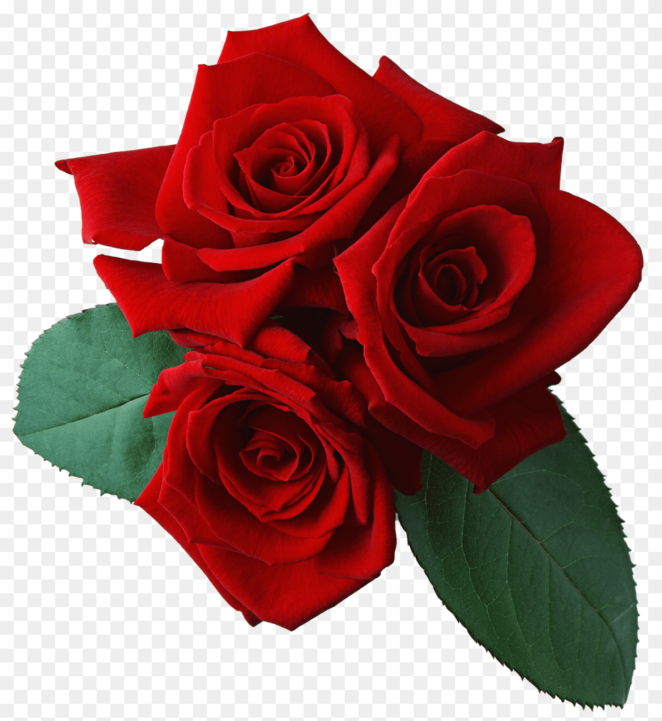 Tres Rosas Transparente, Flower, Plant, Rose, Flower Arrangement Free Png