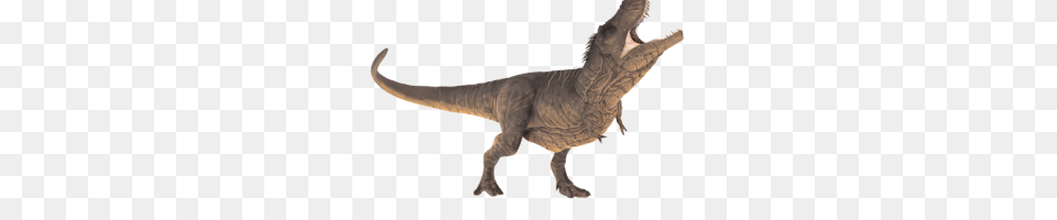 Trex Image, Animal, Dinosaur, Reptile, T-rex Free Png Download