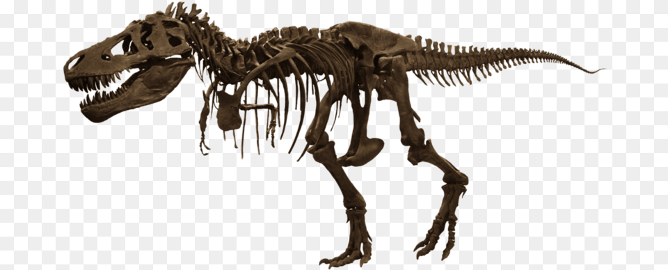 Trex Skelet T Rex Fossil, Animal, Dinosaur, Reptile, T-rex Free Png Download