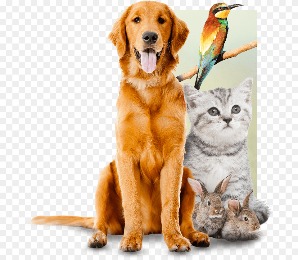 Tri City Animal Hospital Sitting Dog, Bird, Canine, Golden Retriever, Mammal Free Png