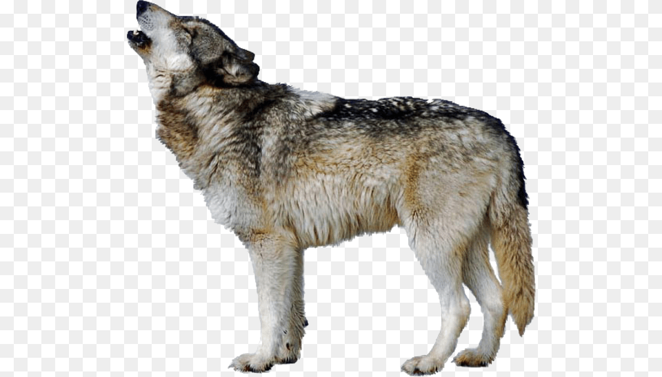 Triangle Hd Aninmals Part, Animal, Mammal, Wolf, Canine Free Png Download