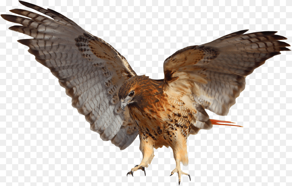 Tribal Impressions Rrd El Red Tailed Hawk, Animal, Bird, Buzzard, Vulture Png