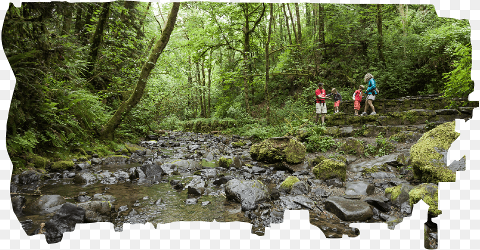 Tributary, Outdoors, Stream, Rainforest, Plant Free Transparent Png