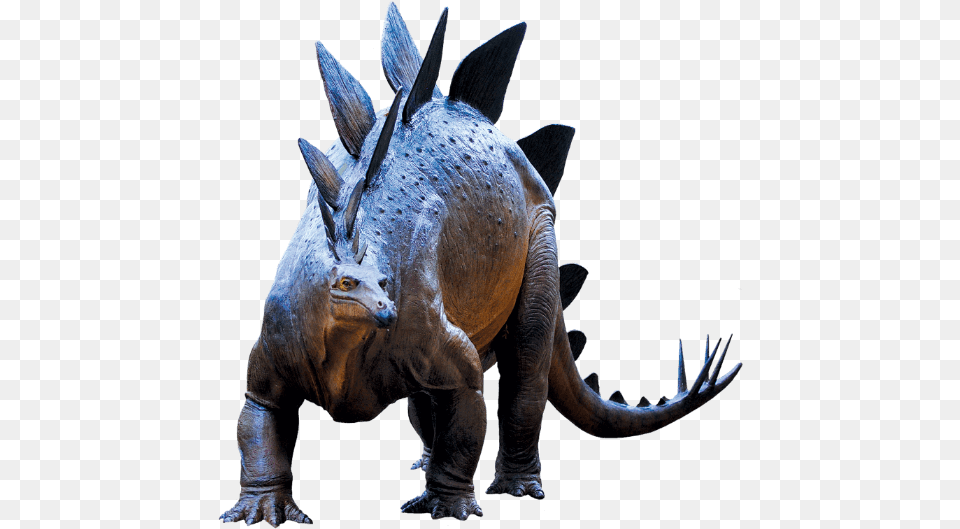 Triceratops, Animal, Dinosaur, Reptile, Antelope Free Png