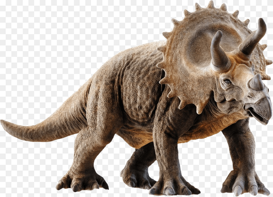 Triceratops 3d Model Triceratops, Animal, Lion, Mammal, Wildlife Free Png Download