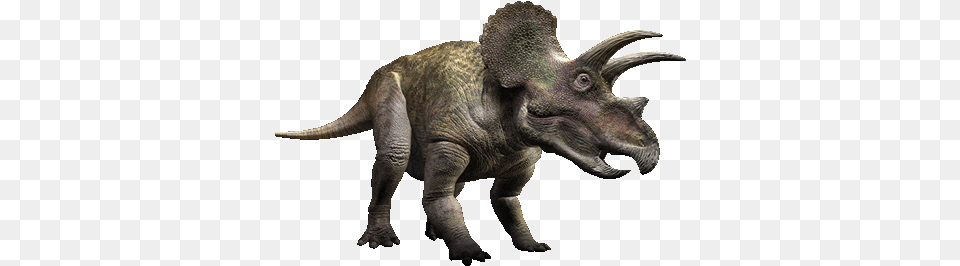 Triceratops, Animal, Dinosaur, Reptile Png