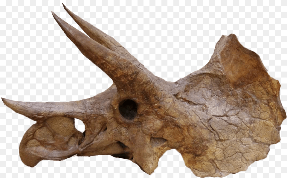 Triceratops Head Bones, Accessories, Animal, Lizard, Reptile Png