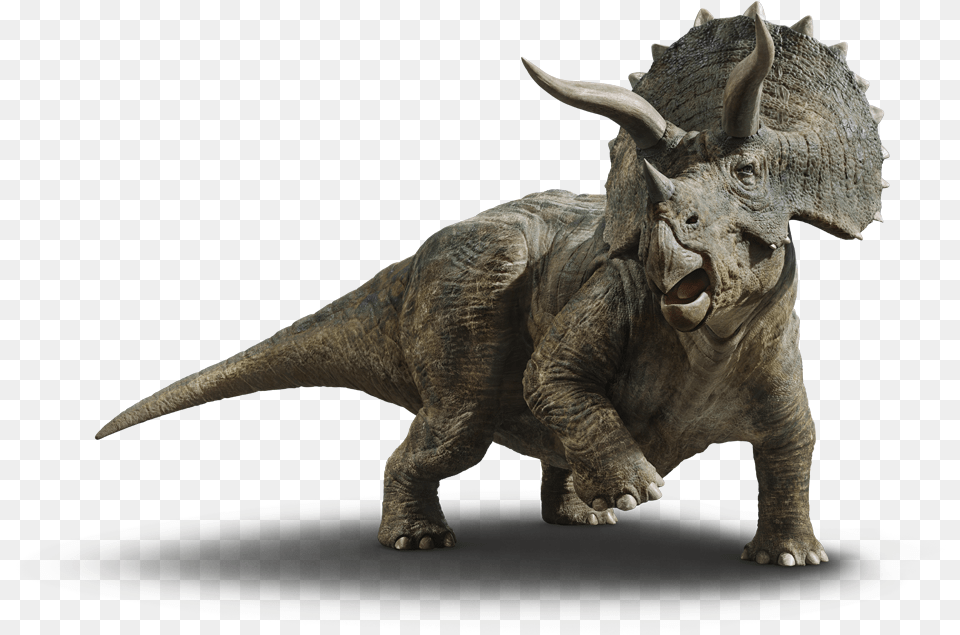 Triceratops Jurassic World Fallen Kingdom Baby Triceratops, Animal, Dinosaur, Reptile Free Png