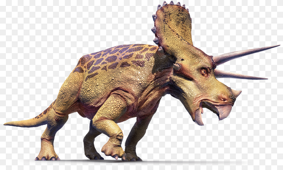 Triceratops Left Cepidt Big History Examines Our Past Explains Our Present, Animal, Dinosaur, Reptile Free Png Download