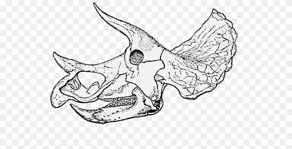 Triceratops Prorsus Old Skull004 Dinosaur Skeleton Head Clipart, Accessories, Art, Person, Ornament Free Png