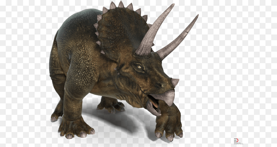 Triceratops Rigged Royalty 3d Model Dinosaur, Animal, Reptile Free Transparent Png