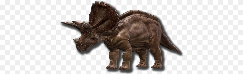 Triceratops Triceratops, Accessories, Animal, Kangaroo, Mammal Png