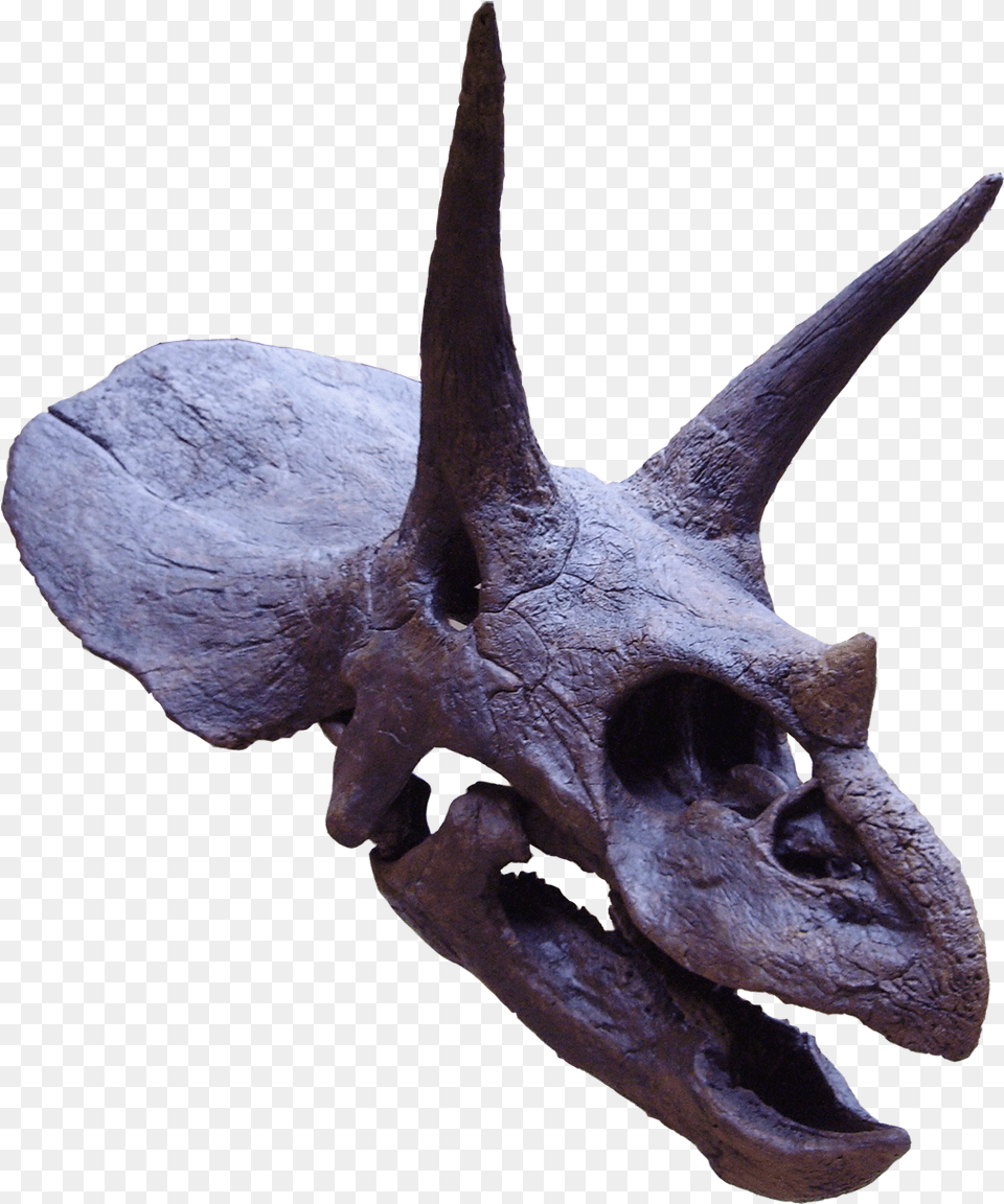 Triceratops Triceratops Head, Animal, Dinosaur, Reptile Png