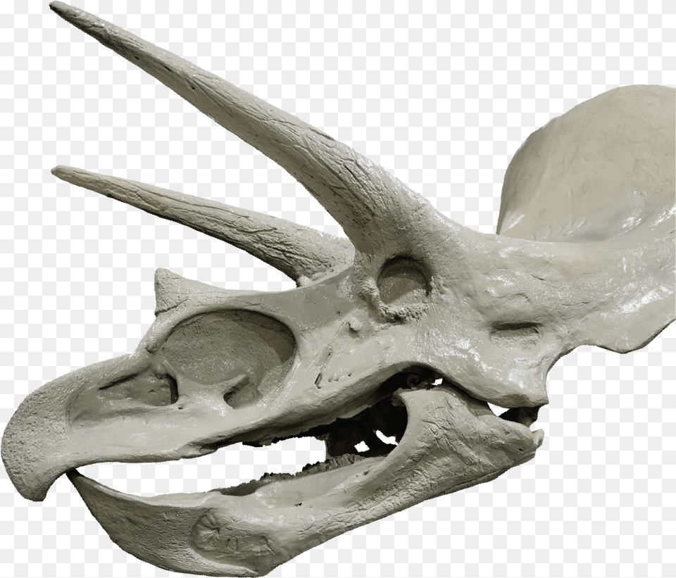 Tricerotops Head Skull, Animal, Dinosaur, Reptile Png Image