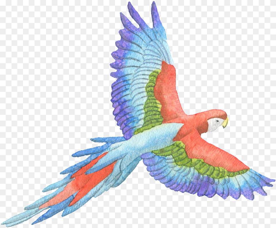 Tricolor Parrot Watercolor Decorative Pattern Perroquet Fond, Animal, Bird, Macaw Free Png Download