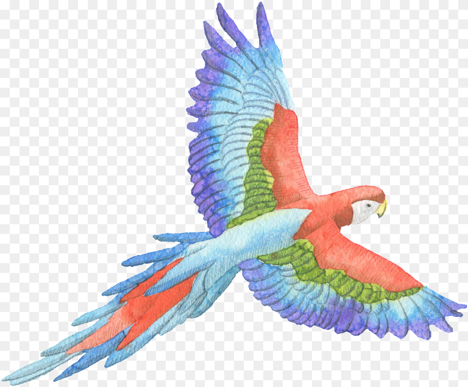 Tricolor Parrot Watercolor Transparent Decorative Pattern William Blake Zitate, Animal, Bird, Macaw Free Png Download