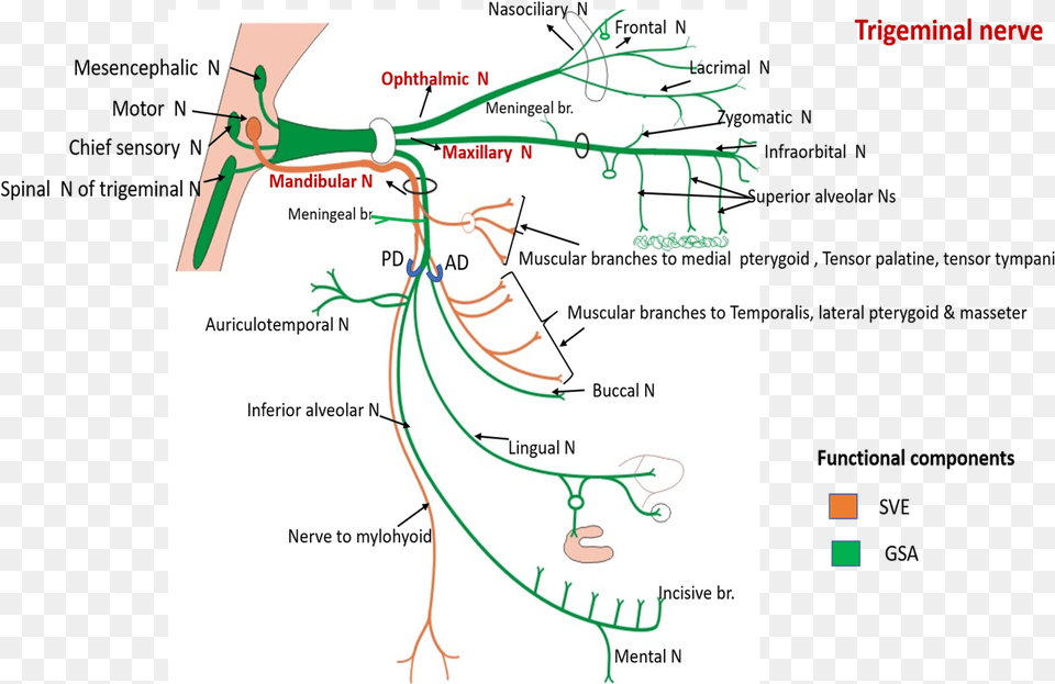 Trigeminal Nerve Course And Branches Of Trigeminal Nerve, Chart, Plot, Diagram Free Png Download