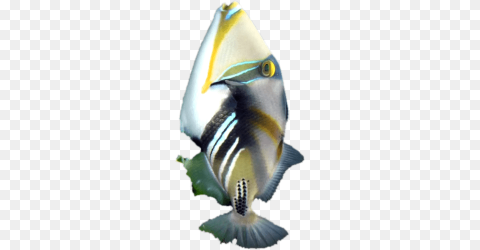 Triggerfish Carolina Hardware And Decor Picasso Triggerfish, Angelfish, Animal, Fish, Sea Life Free Transparent Png