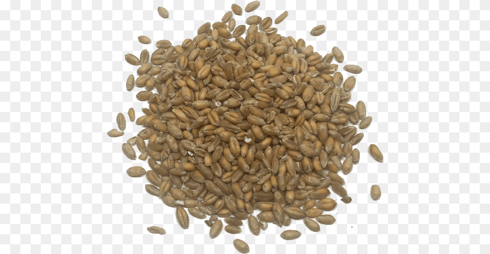 Trigo En Grano Kind Of Food Does Egypt Eat, Produce, Grain, Plant, Wheat Free Png Download