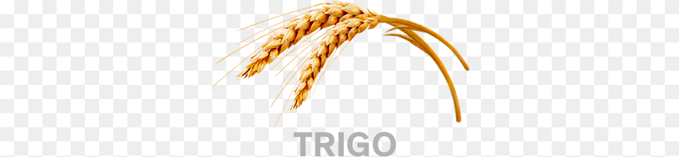 Trigo Kelloggs All Bran Crunch Berry Delivered To Canada, Food, Grain, Produce, Wheat Png