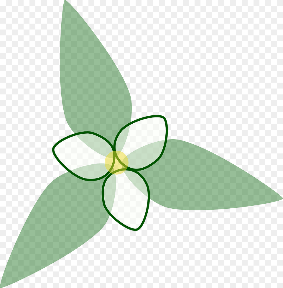 Trillium Flower Transparent Background, Leaf, Plant, Green, Tree Free Png