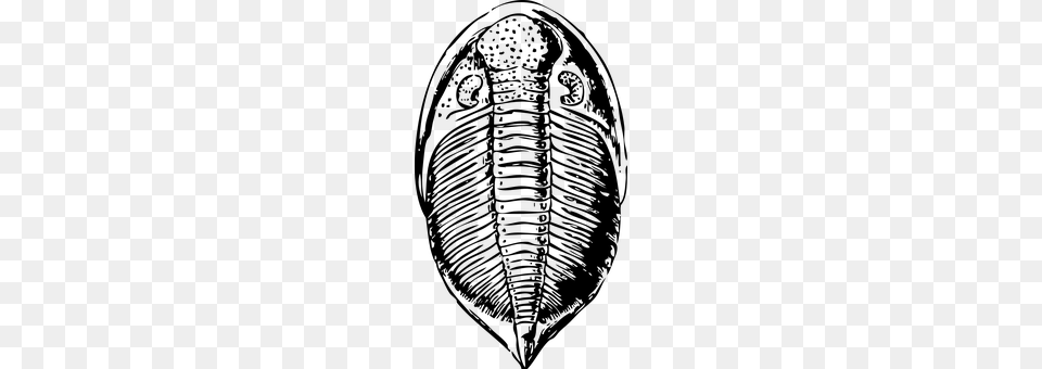 Trilobite Gray Png