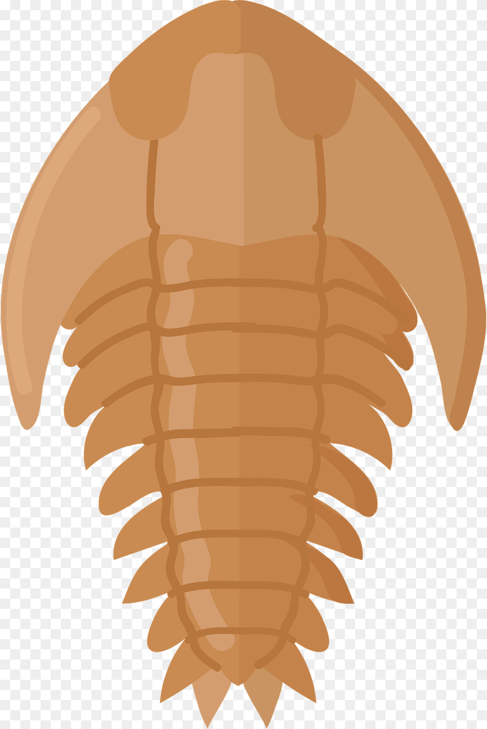 Trilobite Fossil Clipart, Ammunition, Grenade, Weapon, Electronics Free Png Download