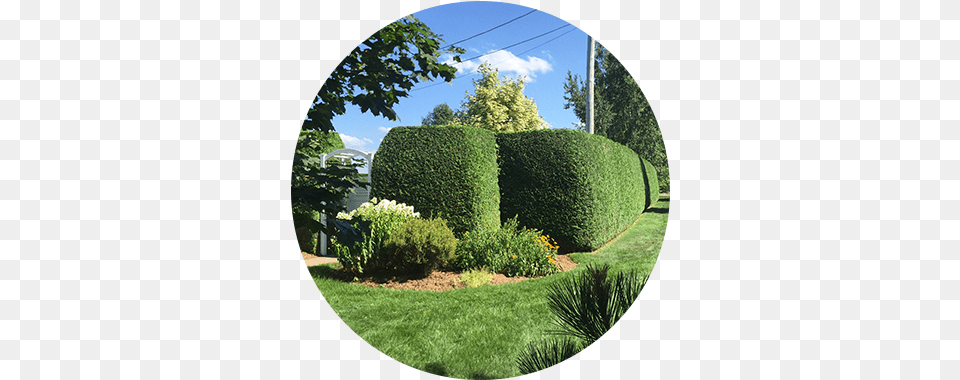Trim Hedge, Fence, Garden, Nature, Outdoors Free Png Download