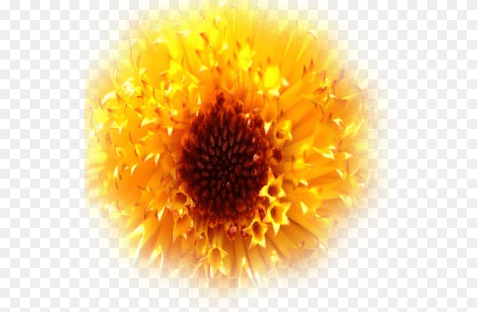 Trim Images African Daisy, Anther, Dahlia, Flower, Petal Free Transparent Png
