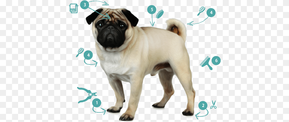 Trim Nails And Grind As Short As Possible Pug, Animal, Canine, Dog, Mammal Free Transparent Png