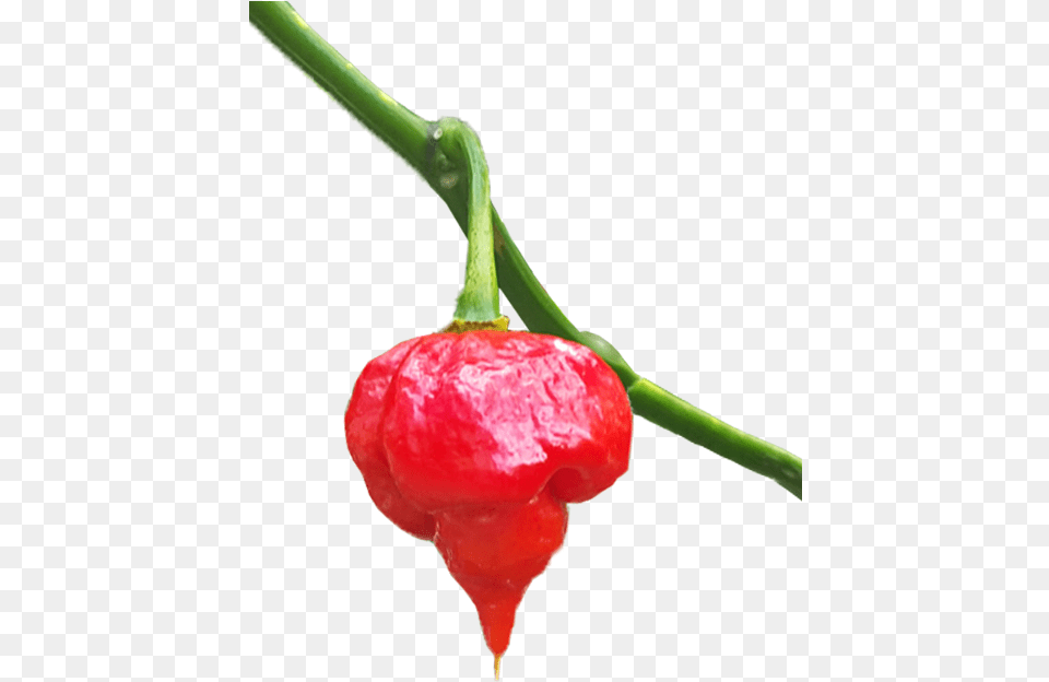 Trinidad Scorpion For Sale Sweet And Chili Peppers, Plant, Food, Produce, Fruit Png Image