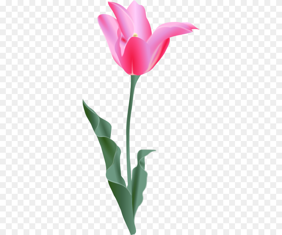 Trinitysquare Tulip, Flower, Plant, Petal, Smoke Pipe Png Image