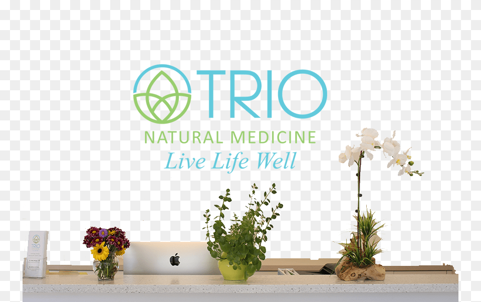 Trio Natural, Flower, Flower Arrangement, Ikebana, Plant Png