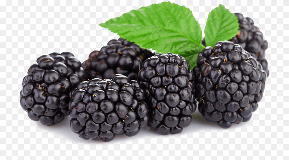 Triple Crown Blackberries Spooner Berries Spooner Farms Blackberries, Berry, Food, Fruit, Plant Png