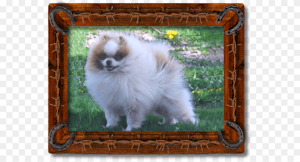 Triple Sec Pomeranian, Animal, Canine, Mammal, Dog Free Png Download