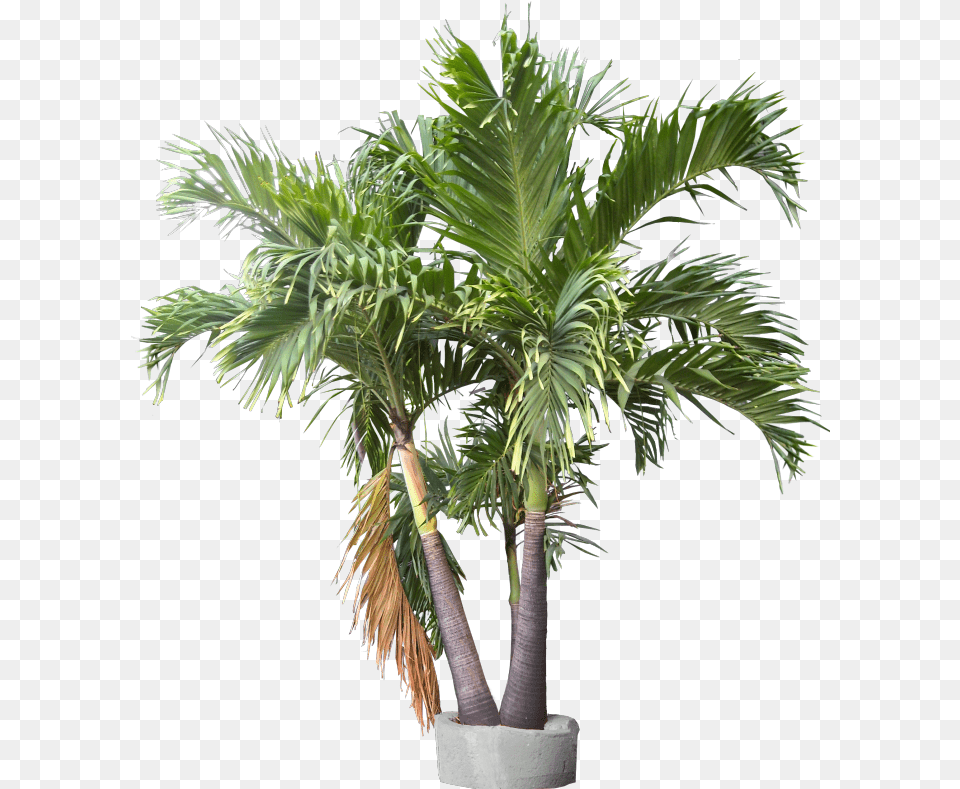 Triple Trunk Container Plant Images Trunks Container Tropical Plants Palm, Palm Tree, Tree, Leaf Png
