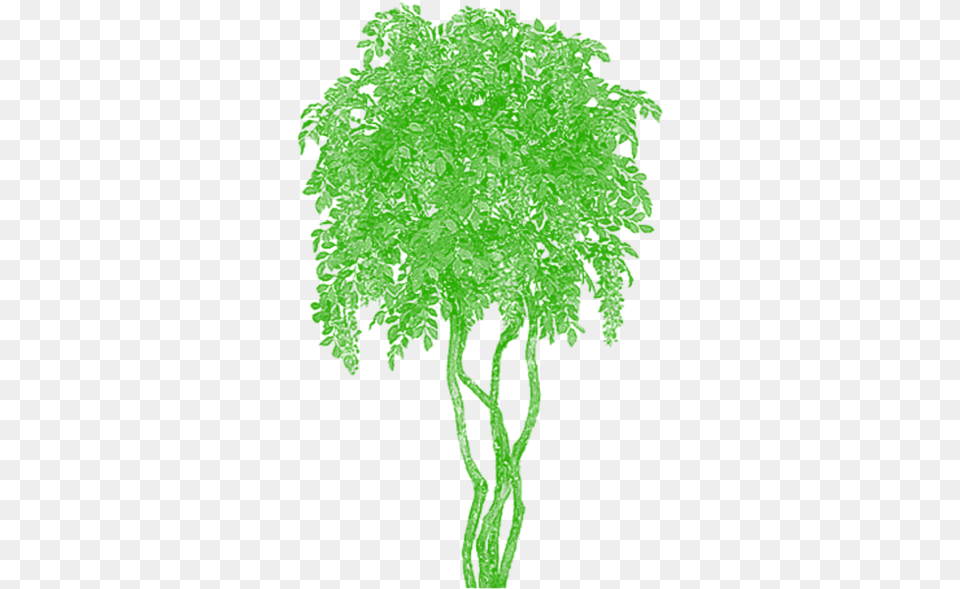 Trippy Tree, Vegetation, Rainforest, Plant, Outdoors Png Image