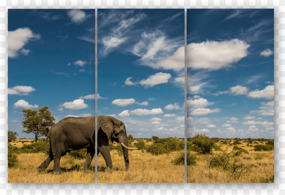 Triptych Elephant Sky Indian Elephant, Animal, Field, Grassland, Mammal Png