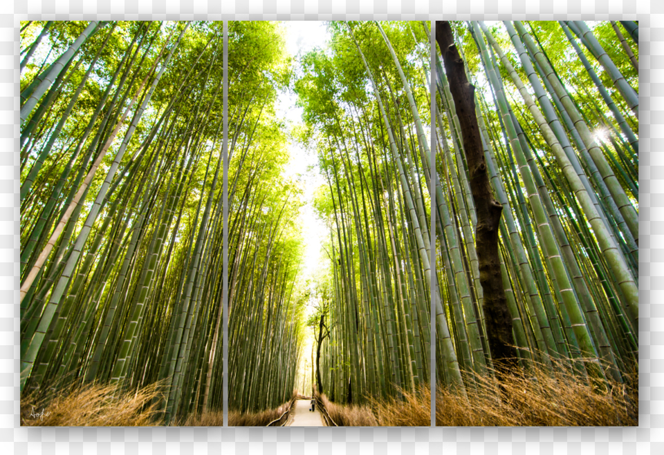 Triptych Template2 Bamboo, Plant, Nature, Outdoors, Scenery Free Png Download