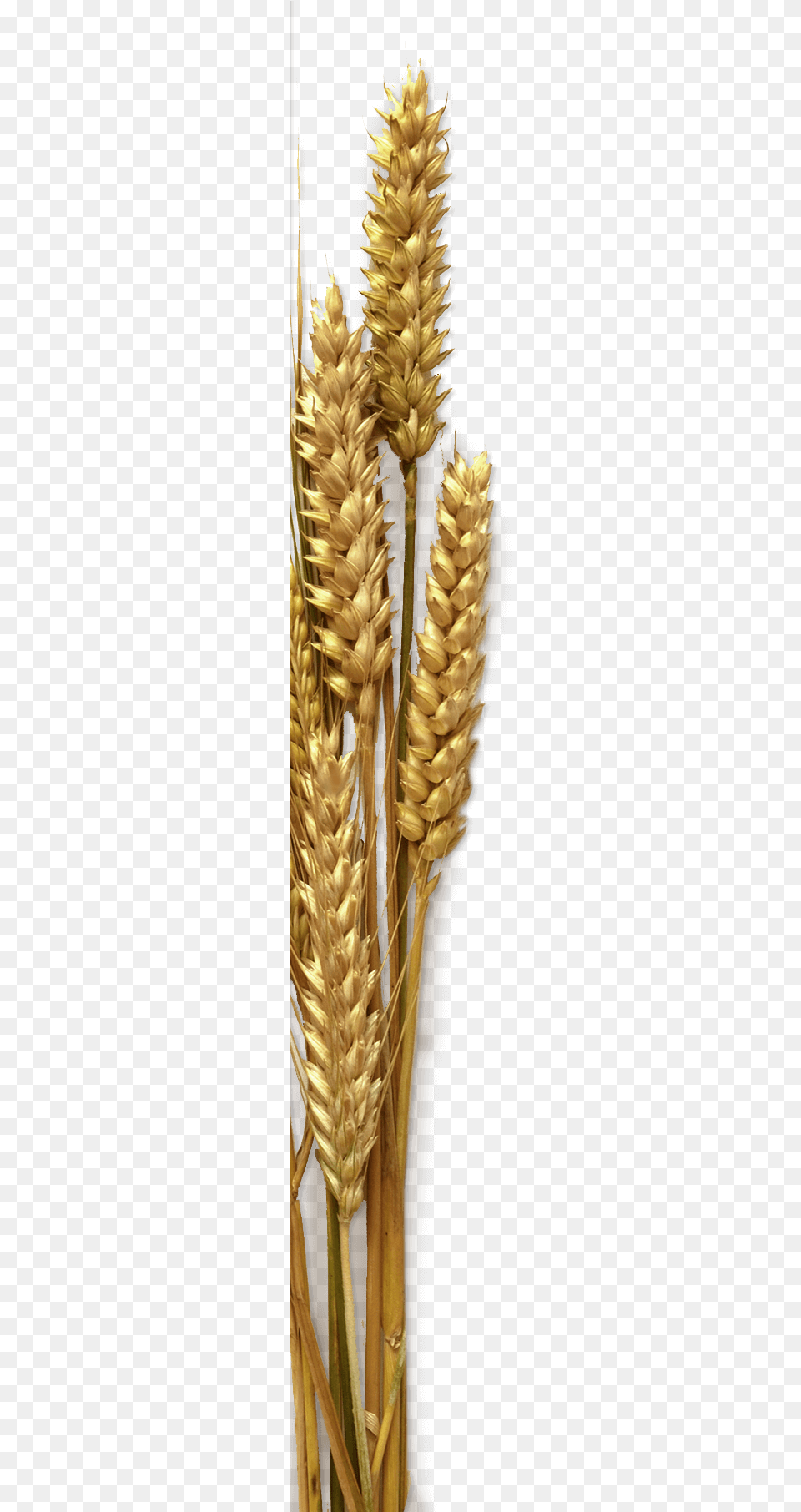 Triticale, Food, Grain, Produce, Wheat Free Png