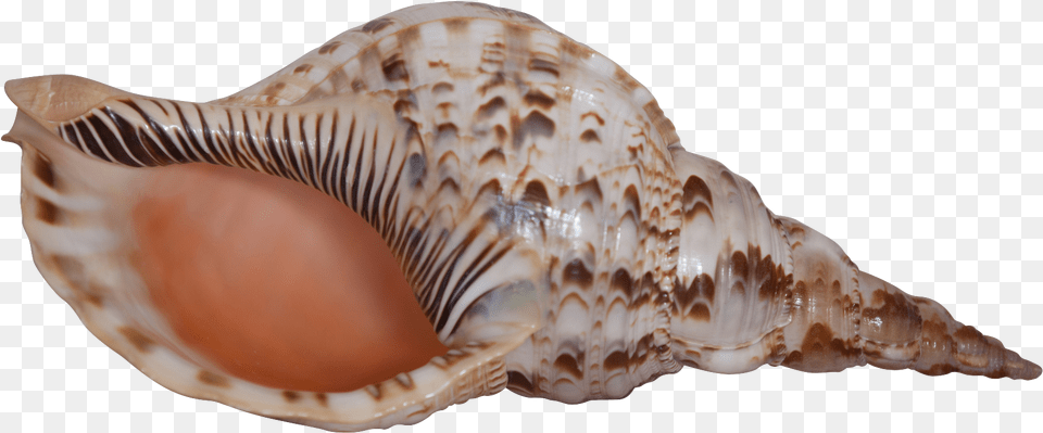 Triton Pacific 12, Animal, Invertebrate, Sea Life, Seashell Free Png