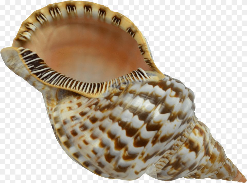 Triton Shell, Animal, Invertebrate, Sea Life, Seashell Free Png