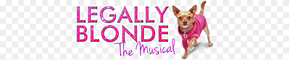 Triumph Over Adversity Legally Blonde The Musical Bruiser, Animal, Canine, Dog, Mammal Free Png