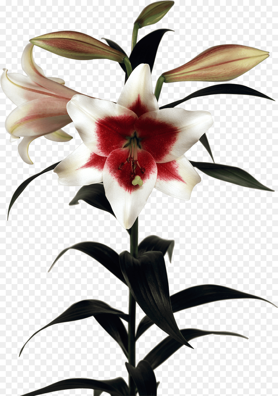 Triumphator Lily, Flower, Plant, Petal Free Transparent Png